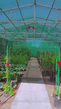 عرض خاص • نباتات داخلية وخارجية • قضاء الهوير