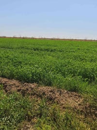 ٤دونم • برسيم • ربع سعيد