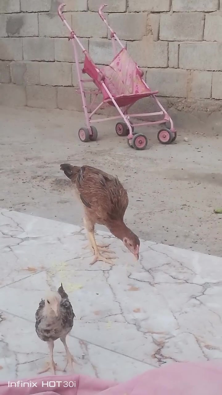 بسم الله ماشاء الله متاح ديج ودجاجه هراتي الماني شامو السعر خاص 
دجاجه كويتي خشنه بياضه 50 
ديج ابو ركيبه بورسلاين 20 
فروجات 2 هراتي التك 40 
ابي الخصيب محيله الشارع الوسط مقابل مضيف ***********
