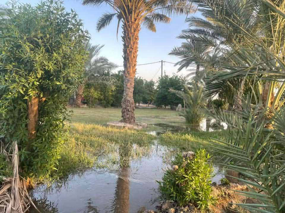 للبيع 40 دونم عقد 117 زراعي شاطيه كاع كلش حلوه تحتوي علي بيتين شط يبعد عن بيت ٣٠ متر من كدام كاع ومن نهايته شط مضخات مي نهر وحده سقي صيف شتا المكان بالكوت النعمانيه مراسله على خاص


**إذا كنت صاحب هذا الإعلان وتريد حذفه لأي سبب، رجاءا أرسل رسالة إلى الدعم الفني**