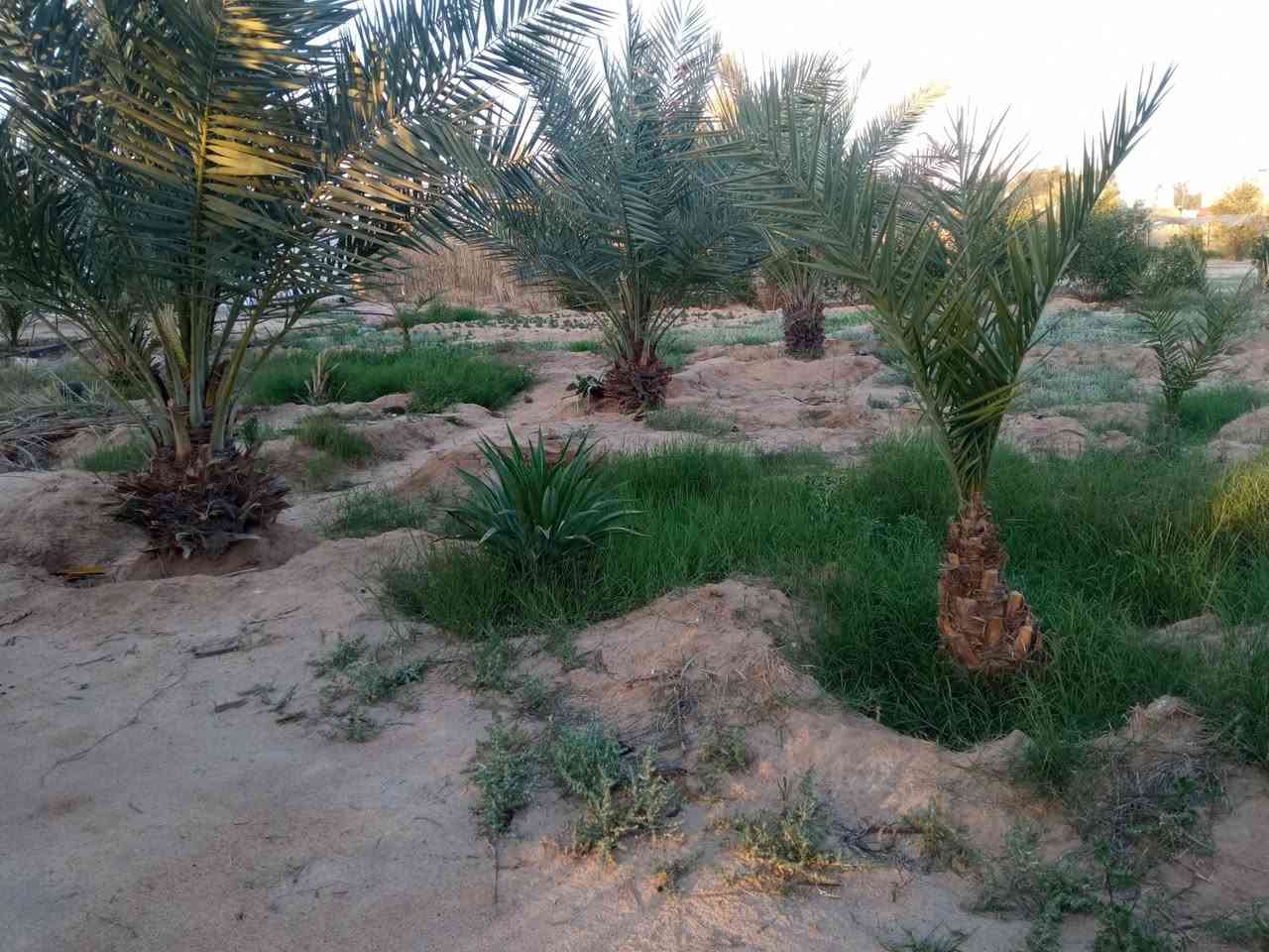 دونم للبيع شارع كربلاء نجف عمود 339خلف المواكب الحسينية بي بيت+ماطور غطاء 10حصان+ماء اساله خطين كهرباء خطين وطني+117نخله حمال مقابل المدارس السعر 90بي مجال قليل ***********

