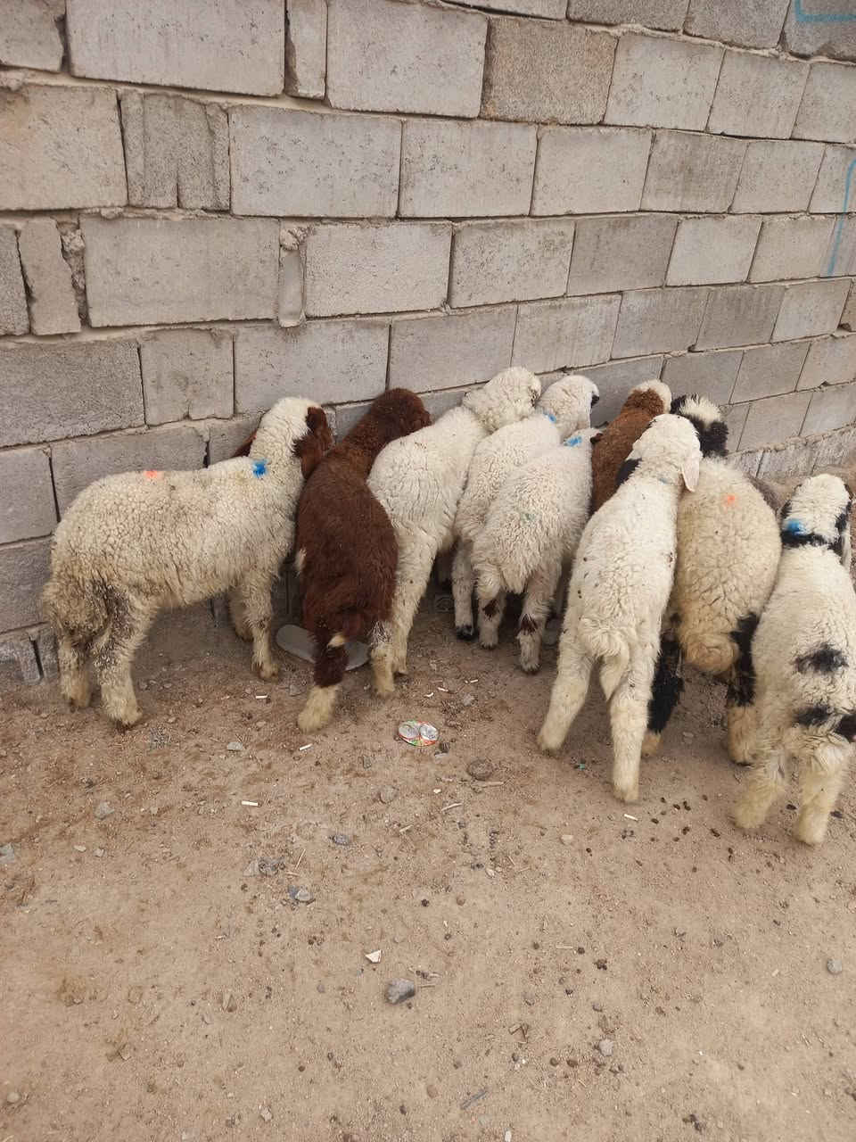 السلام عليكم طليان عدد 10 نص بنص طليان كلش حلوات وشرط الصحاة طليان مال رباط كلش حلوات ومناسبات سعر واحد ب180 عنواني بصره الزبير رقمي ***********
