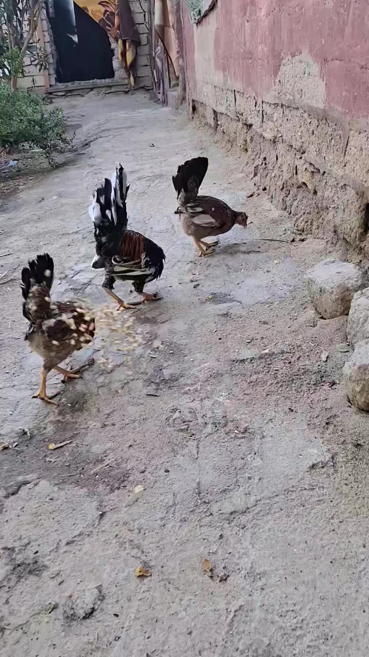 متاح سيت  ورد باكله  كويتي 
السعر ٧٥ وبيهن مجال  
البصره قضاء المدينه 
دجاجات  على وجه بياض 
دجاج صاحي ونضيف 
بدون امراض


**إذا كنت صاحب هذا الإعلان وتريد حذفه لأي سبب، رجاءا أرسل رسالة إلى الدعم الفني**