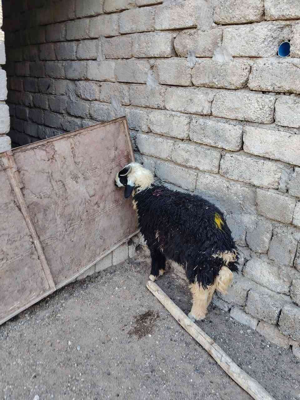 سلام عليكم
يوجد طلي ذبح سمان لحم و ربط شرط النصاحه المكان بيجي حي العصري الشراي يخابرني عله رقم ***********
