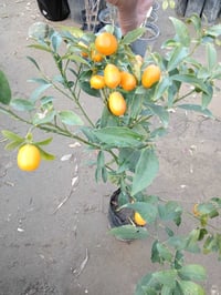 برتقال ياباني • قزمي • شايل حمل