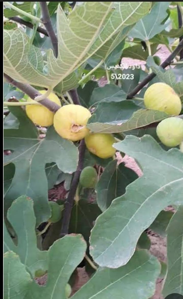 لدينا في مشتل ناطق العلواني جميع اصناف التين ولدينا  تين ديانا الأمريكي من الأصناف الممتازة والمناسبة جداً للمناخ الحار، حيث يتميز بقدرته العالية على تحمل درجات الحرارة المرتفعة والرطوبة. يتميز هذا الصنف بسرعة النمو، التلقيح الذاتي، وغزارة الإنتاج، ويبدأ بالإثمار من العام الأول.العنوان بصرة قضاء المدينه منطقة العلوان قرب جسر الكرامة على طريق السدة


**إذا كنت صاحب هذا الإعلان وتريد حذفه لأي سبب، رجاءا أرسل رسالة إلى الدعم الفني**