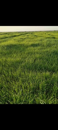 گاع شروه البيع ثلث دوانم 07763536847