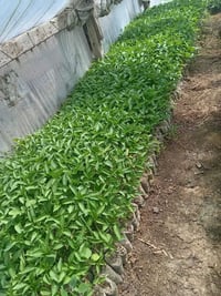 07761986834