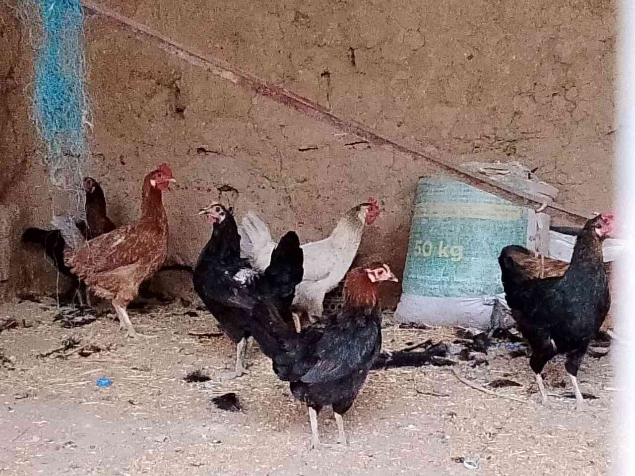 سلام وعليكم يوجد دجاج عرب بياض العدد 7 للبيع سعر اجوز25المكان شاطي اجدر***********
