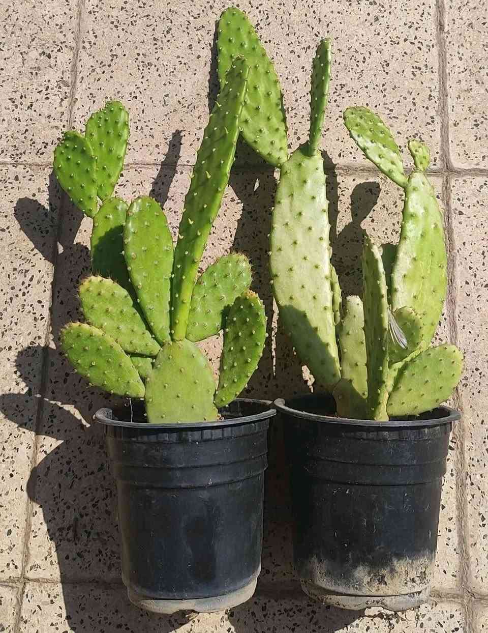 جميع انواع المكحله الف ونص السندان 
الصباريات ٢٠٠٠
الصالون ٤٠٠٠
ذيل الثعلب ٣٠٠٠
توصيل فقط لاغلب احياء الموصل 
للطلب يرجى مراسلة الصفحة


**إذا كنت صاحب هذا الإعلان وتريد حذفه لأي سبب، رجاءا أرسل رسالة إلى الدعم الفني**