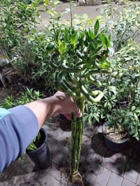 عصاة موسى • قياس ٨٠ • القائم حصيبة