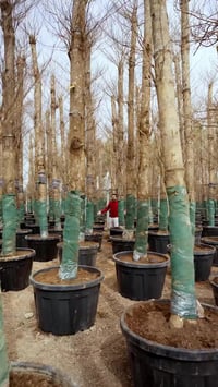 ترمناليا • مشتل محمد • كركوك طريق اربيل