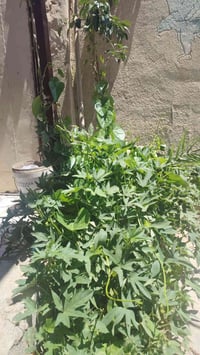 بطويريج • سند ٢٥ • ١٠٠٠٠م