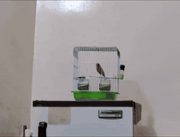 تك فحل كناري فول تغريد مكاني بغداد بلحرية ***********
