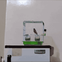 تك فحل كناري فول تغريد مكاني بغداد بلحرية ٠٧٧١٣٥٣٥٩٠٣