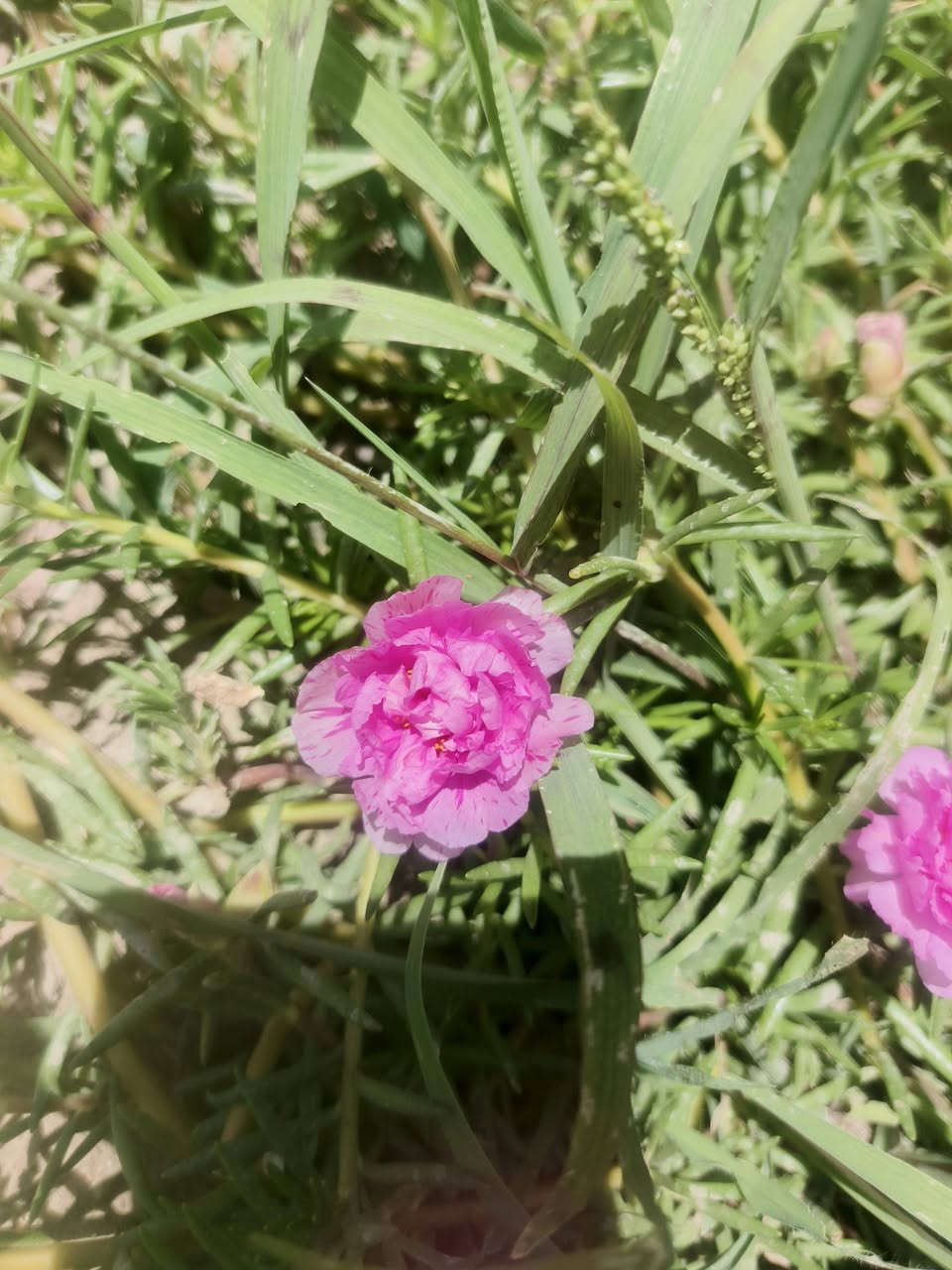 الورد هو أجمل ما قد يتلبس فيه السلام... 🌸
متوفر لدينا سنادين ورد الصباح الوان مشكلة 
💰 سعر السندانة: 1000 دينار  أقل طلبية: 5 سنادين، مع أقلام ورد الصباح مجاناً.
📍 العنوان: – شارع زوبع الصوب الصغير مشتل العذاري 
يتوفر توصيل داخل غماس الف دينار التوصيل


**إذا كنت صاحب هذا الإعلان وتريد حذفه لأي سبب، رجاءا أرسل رسالة إلى الدعم الفني**