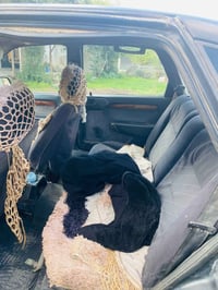 رقم كركوك • سنويه ساقطه • راعيها بالبيجي