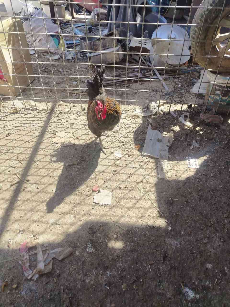 متاح ديك عرب نصاحه خير من الله السعر 9 الف مكاني هيت


**إذا كنت صاحب هذا الإعلان وتريد حذفه لأي سبب، رجاءا أرسل رسالة إلى الدعم الفني**