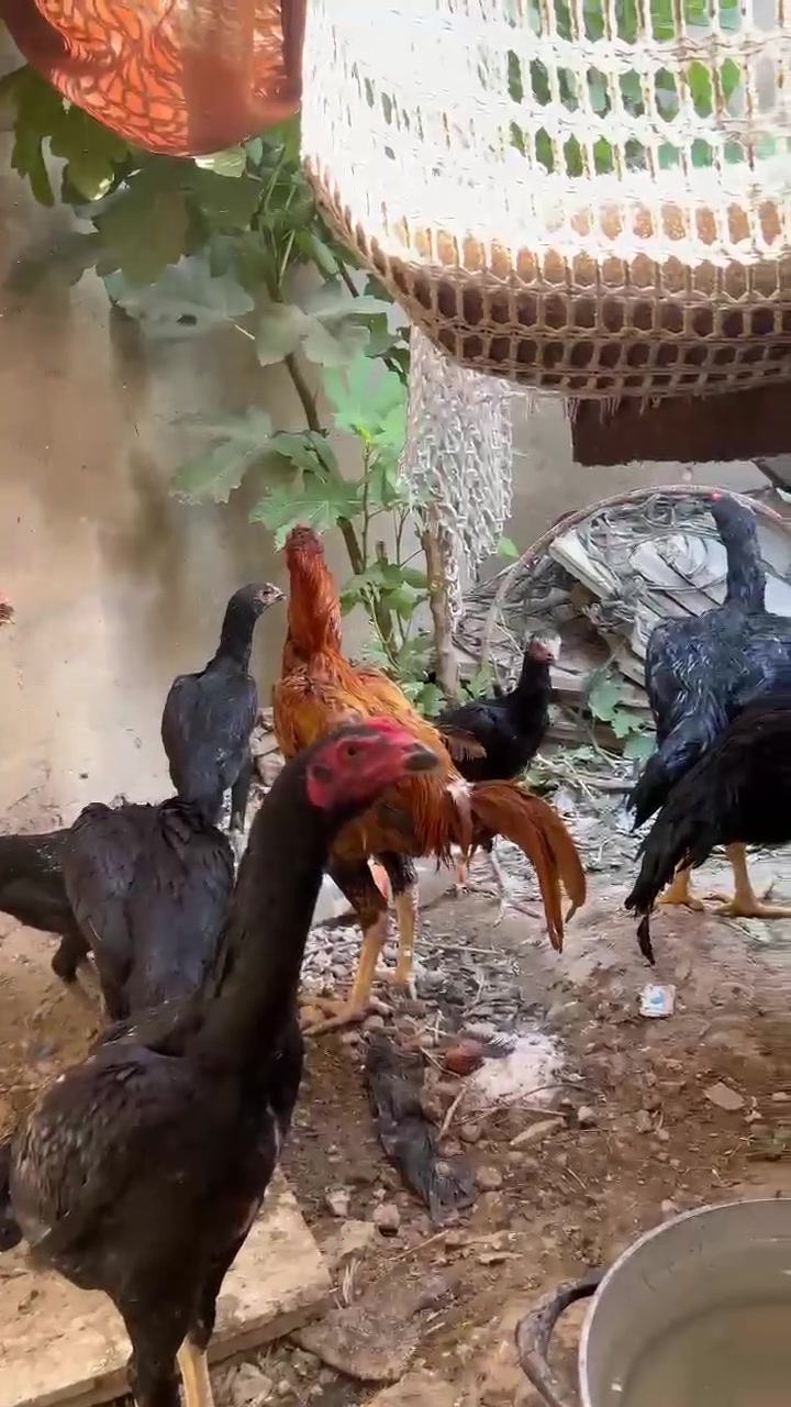 السلام عليكم اكو وجبه هزاز او اكو الماني كلشي وسعره عنوان ناحيه الاسحاقي للتواصل ***********
@إشارة
