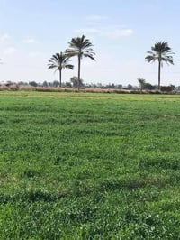 دوانم طابو زراعي سند 25 على طابو المحمودية عدد الدوانم 5 الموقع بغداد ...