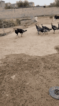 السلام عليكم يوجد اديوكه فسيفس للبيع ***********
