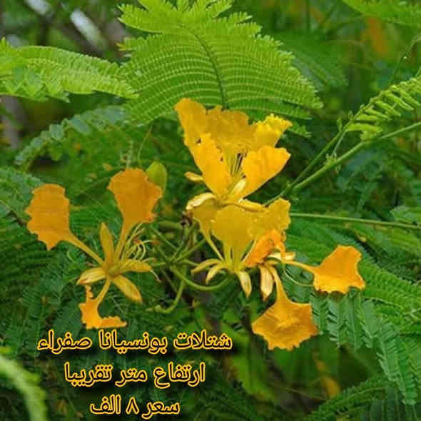 🌿 مشتل نباتات نادرة 🌿
توفرت مجموعة مميزة من أجمل النباتات 🤩
كل نبتة بجمالها وسحرها الخاص 💚

📦 التوصيل متوفر لجميع محافظات العراق
📞 ***********

خلي لمسة الخضار والجمال ببيتك أو حديقتك 🌿✨
