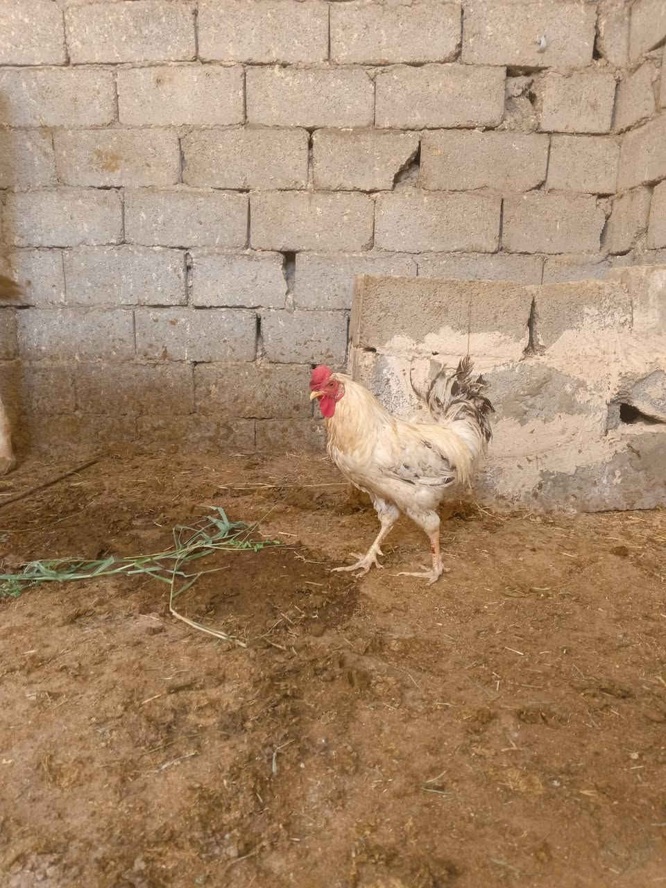 سلام عليكم ديوجه ثنين ودجاجه مكان قضاه نصر سعر 30 قفل


**إذا كنت صاحب هذا الإعلان وتريد حذفه لأي سبب، رجاءا أرسل رسالة إلى الدعم الفني**