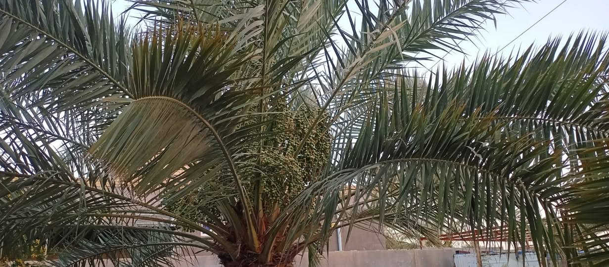 بستان أربع دوانم+بيت بناء حديث مساحته 300 ، خلف معمل الزيوت شارع التبليط الجديد ***********
***********
