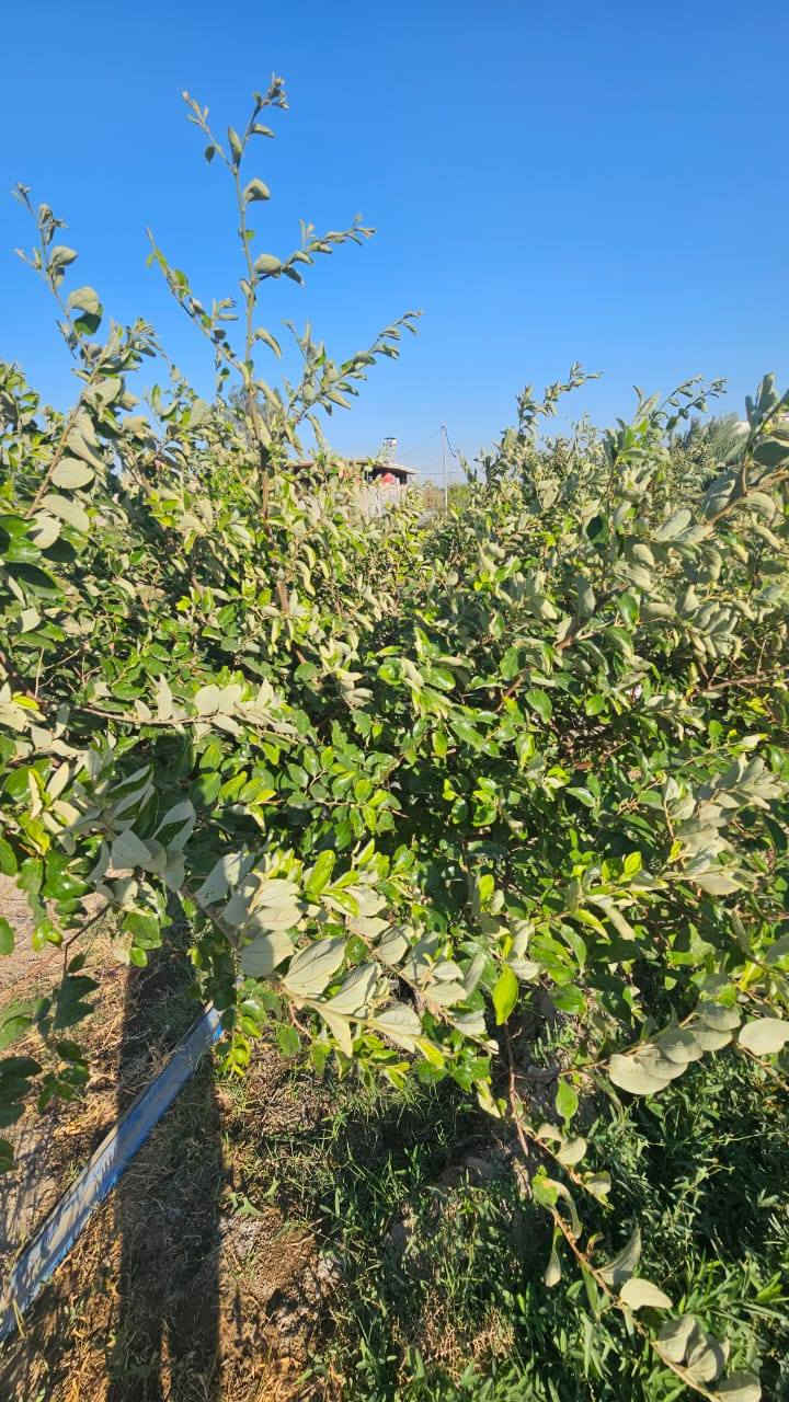 سلام عليكم توفر للبيع بستان دونم ونص تقريبا مع بيوت ثنين وديوان كبير بناء طابوق سنه البناء ٢٠٢٠ تبليط ماء اساله كهرباء اسواق مدارس مستوصف صحي كل الخدمات متوفره البستان يحتوي على نخل برحي ونواع نادره وسدر تفاحي العنوان منطقه السوره قضاء المدينه للستفسار على الرقم ***********
