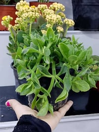 نباتات ظل • توصيل كركوك • أسعار مناسبة