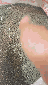 سلام عليكم بذور بانيه درجه اولى  نوع لهلوبه  متعهد بيه انتاجيه خير من الله /وانسب الاسعار لاستفسار/***********
