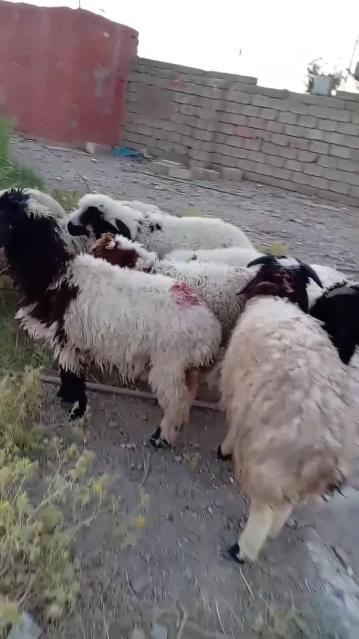 سلام عليكم لبيع طليان عدد ٤+فطايم عدد 2 شرط نصاحه مكان بيجي حي العصري رقم الهاتف *********** /***********
