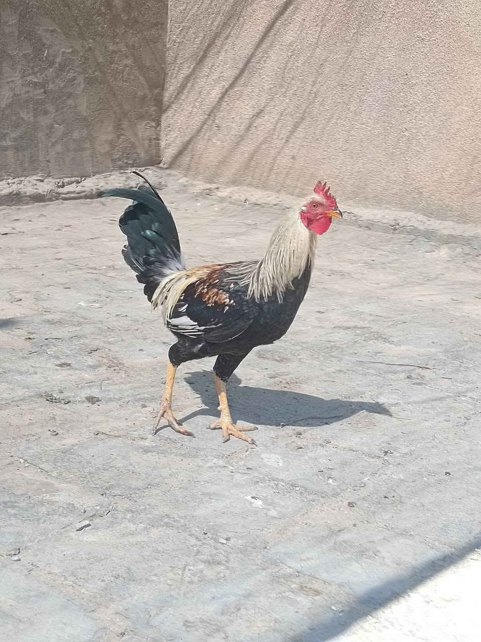 ديوكه للبيع العنوان بابل سده الهنديه منطقة العلكايه رقم الهاتف ***********
