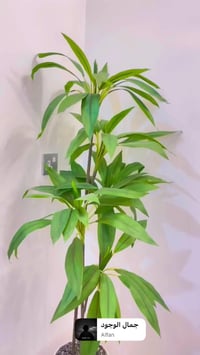 شجر • قياس ١٦٥ • سندانه زجاج