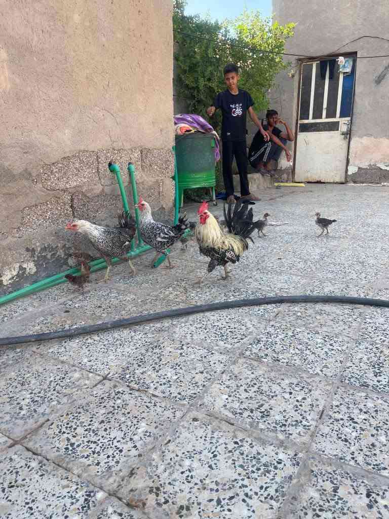 للبيع زوج فيومي مميز الوان حلوه
ديك + دجاجتين فيومي بصحة ممتازة وإنتاج معروف طيور نشيطة ومرباية فرصة للمقتني وللمربي 
السعر فرصة ومناسب مقارنة بالمستوى 
للاستفسار مراسلة الخاص
الموقع رفاعي


**إذا كنت صاحب هذا الإعلان وتريد حذفه لأي سبب، رجاءا أرسل رسالة إلى الدعم الفني**