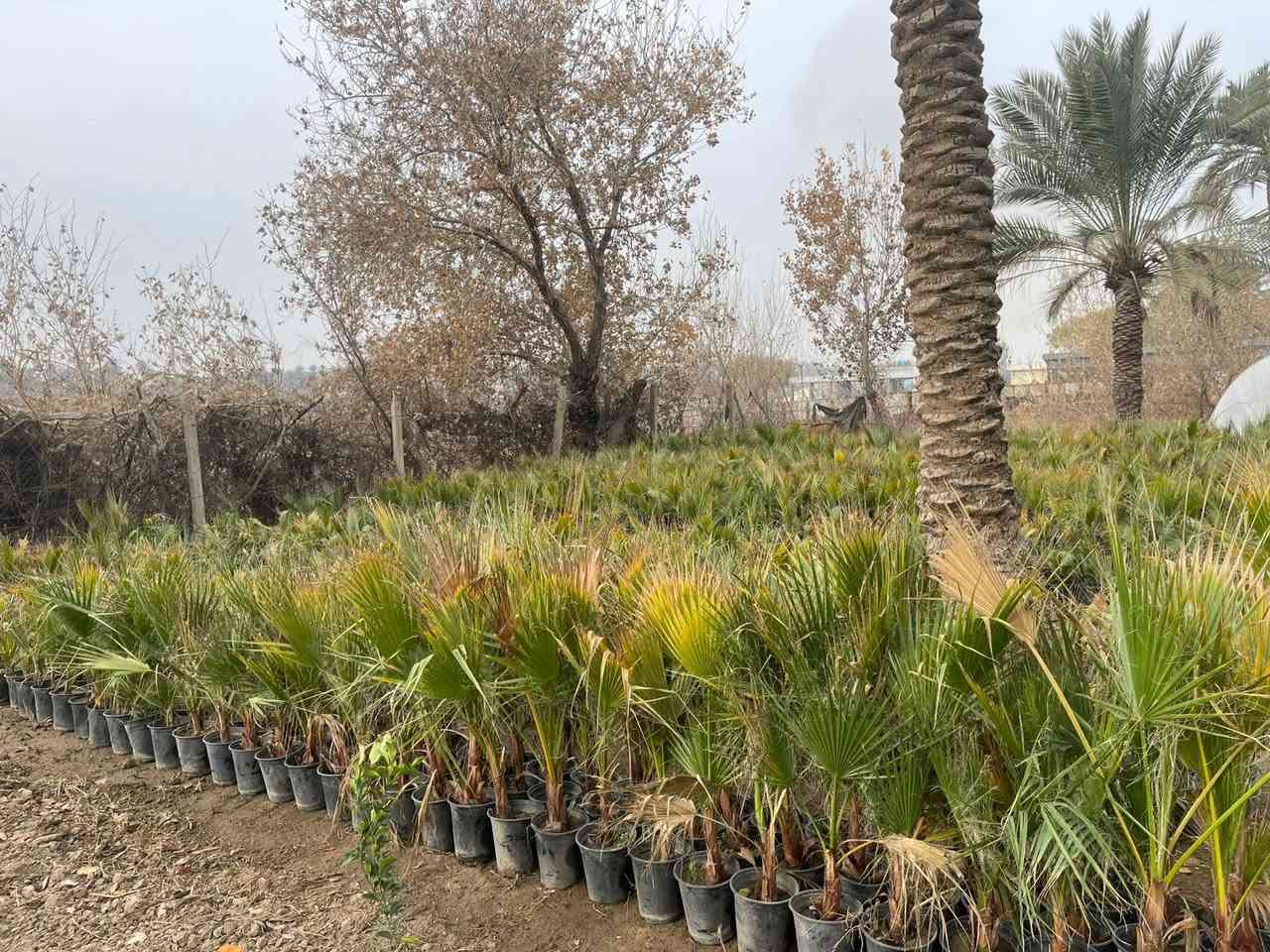 نخل واشنطنيا نخل الزينه حجم السندان 24 21
يوجد توصيل داخل بغداد لطلب والاستفسار المراسلة خاص


**إذا كنت صاحب هذا الإعلان وتريد حذفه لأي سبب، رجاءا أرسل رسالة إلى الدعم الفني**