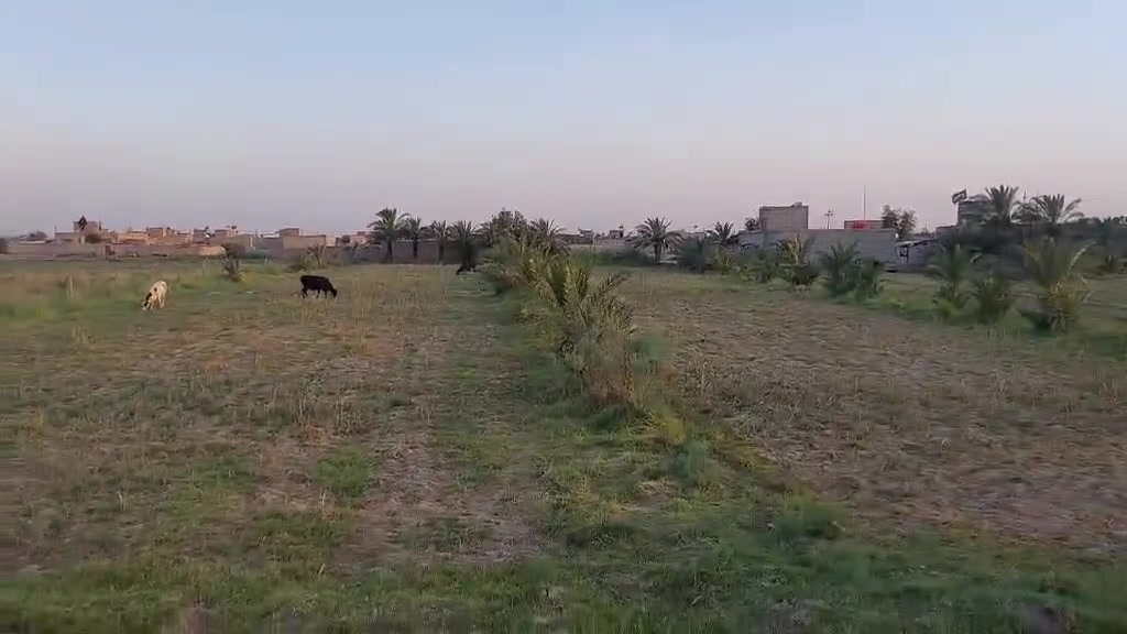 📢 إعلان بيع أرض زراعية مميزة – فرصة استثمارية وسكنية

للبيع أرض زراعية مميزة في محافظة ميسان / العمارة / السعيدة، بموقع ممتاز قريب جداً من الشارع الرئيسي بغداد – البصرة، وتُعد فرصة مناسبة للاستثمار والسكن والزراعة.
🔹 المساحة: 6 دونمات
🔹 نوع السند: طابو زراعي (عقد 17)
🔹 أقرب نقطة دالة: محطة اللازم المشيدة
🔹 تحتوي على بستان نخيل وأشجار نخيل مثمرة
🔹 جرف شط بمساحة دونم ونصف
🔹 محطة تصفية ماء داخل الأرض
🔹 كهرباء متوفرة مع محولة خاصة بالأرض
🔹 يوجد داخل الأرض 4 بيوت
🔹 موقع قريب من الشارع الرئيسي وسهل الوصول
✅ أرض متكاملة الخدمات ومناسبة للسكن أو الاستثمار الزراعي أو إنشاء المشاريع المختلفة، مع توفر المياه والكهرباء والبستان وجرف الشط.
📍 الموقع: ميسان – العمارة – السعيدة
📍 قرب الشارع الرئيسي بغداد – البصرة
📍 أقرب نقطة دالة: محطة اللازم المشيدة
📞 للاستفسار والمعاينة: (***********)
💰 السعر: (يُذكر عند التواصل)
🌴 فرصة مميزة للبيع الجاد، والله ولي التوفيق. 🌴
