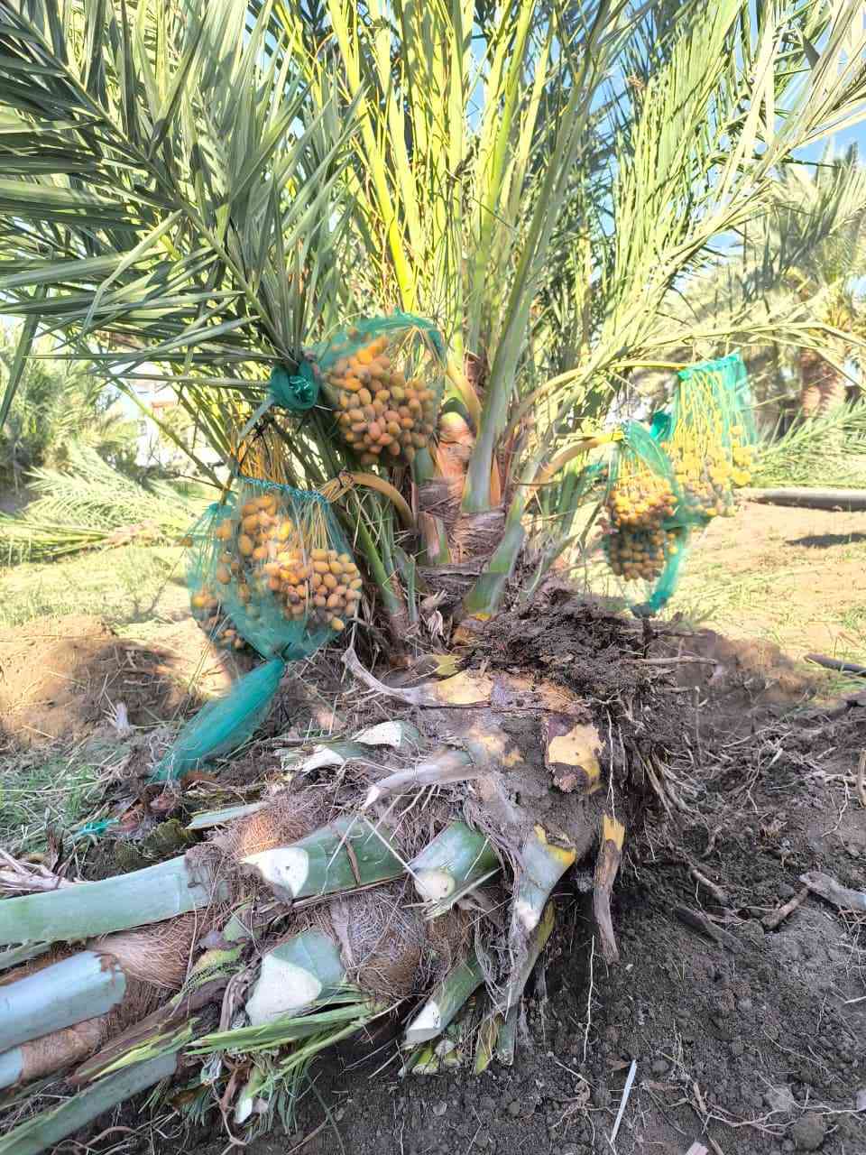 يتوفر نخل برحي مجهول بريم لابيع علمكاتبه***********
