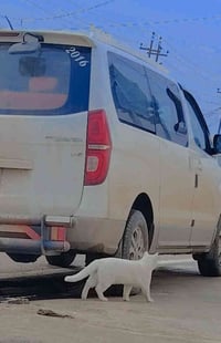 خط ستاركس • شهربان-بعقوبة • كلية الرافدين اليرموك