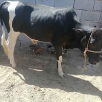 عجول • طامات لحم • عدد ٢