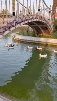 مزرعة الرضا • إيجار • بلد