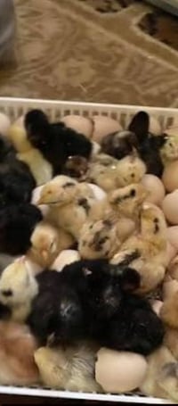 فقّاسة ثلاجة • عزل قوي • نسبة نجاح عالية