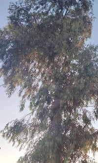 شجر • مسكوف • مجانا
