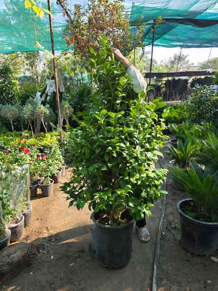 الكاميليا الجميلة

نبات شجيري دائم الخضرة يشتهر بأزهاره الكبيرة والنابضة بالحياة التي تتفتح عادة في الشتاء والربيع

الاستخدام غالبا ما تزرع في الحدائق أو كشجيرات مميزة، وهي مناسبة للزراعة في الأواني الكبيرة كما في الصورة

متوفر لدى مشتل الورده الصفراء بعده ااحجاام 
للطلب  او  الاستفساار  على  ***********
