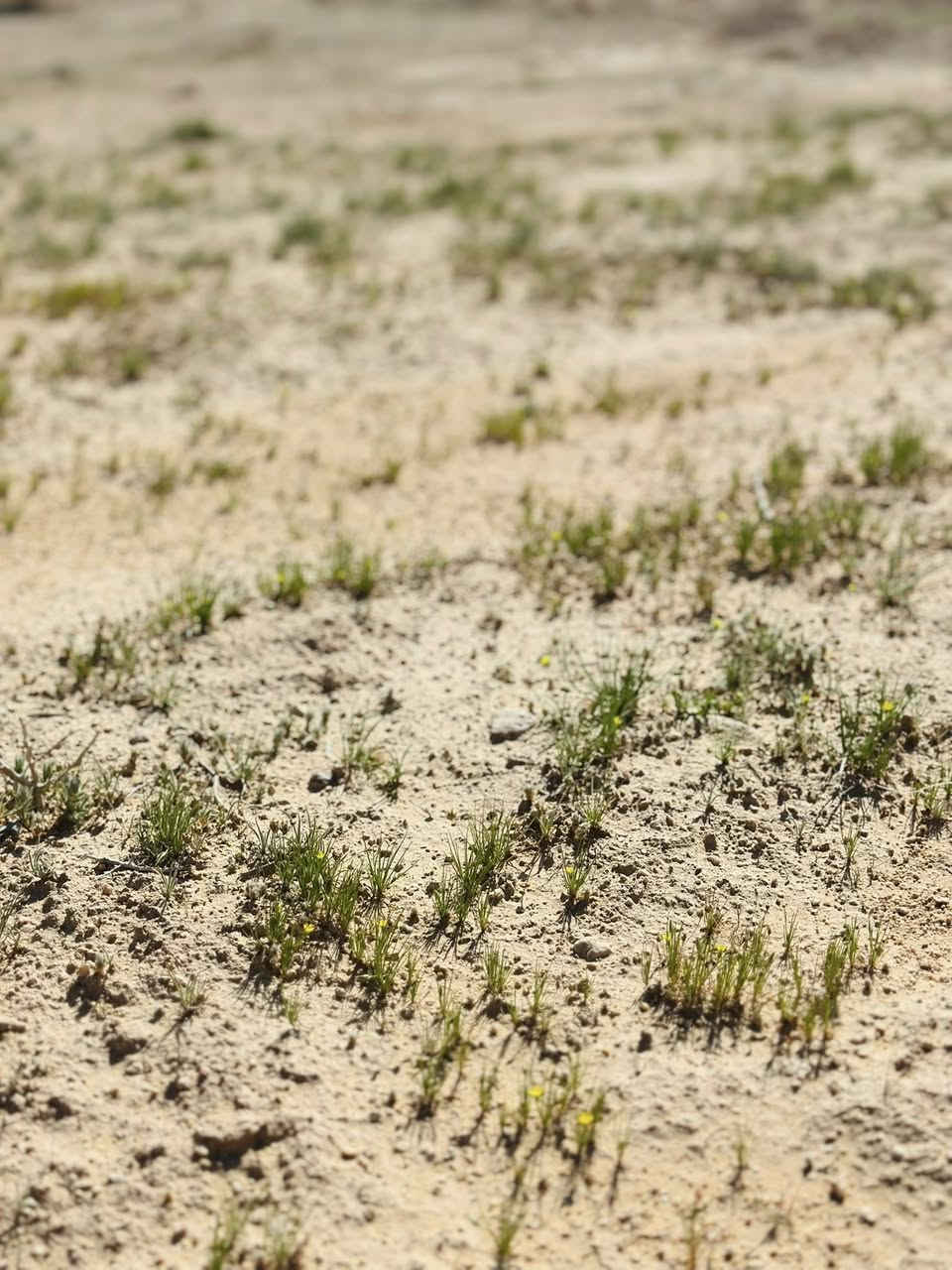 للبيع ارض زراعيه المساحه ٦٠٠ دونم الشراي اليريد اكثر اقل موجود الرض مقابيل البهليل قرب مزرعت الزيادي كهرباء يمه ماء قريب ***********
