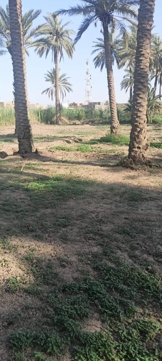 سلام عليكم من رخصت ابو الكروب بستان اللبيع طابو زراعي سند ٢٥ مساحة دونم مسيج بي ارسي خدمات كاملة كهرباء وماء اسألة وماء سقي العنوان طريق السنية جهة زوار الاتصال على الرقم ***********
