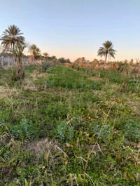 حله بزل حجي علي • ٢ دونم • ماء وكهرباء