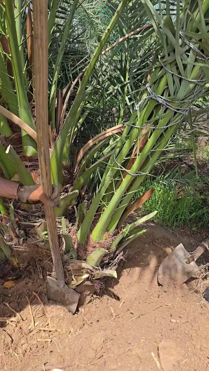 السلام عليكم
بيع مستعجل للوعود الكاذبة
متوفر أكثر من ٣٠ فسيله برحي من أم حرة وأم نسيجية 
مثل ما موضح بالفديو تغطية الفسائل وتكوين جذور 
السعر النهائي  ١٠٠ ألف 
ملاحظة ينباعن كلهن
المكان البصرة 
للإتصال ***********
