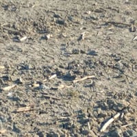 5 دوانم • ماي مستمر • بين نهرين