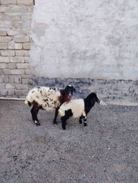 فطيمه • بنته • بيجي